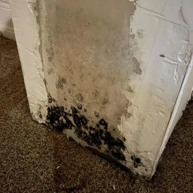 Professional Mold Removal in Pine Prairie, LA